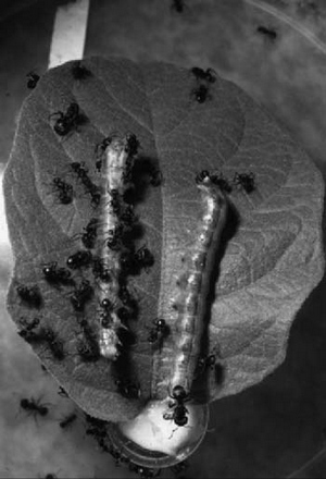 Гусеницы и муравьи