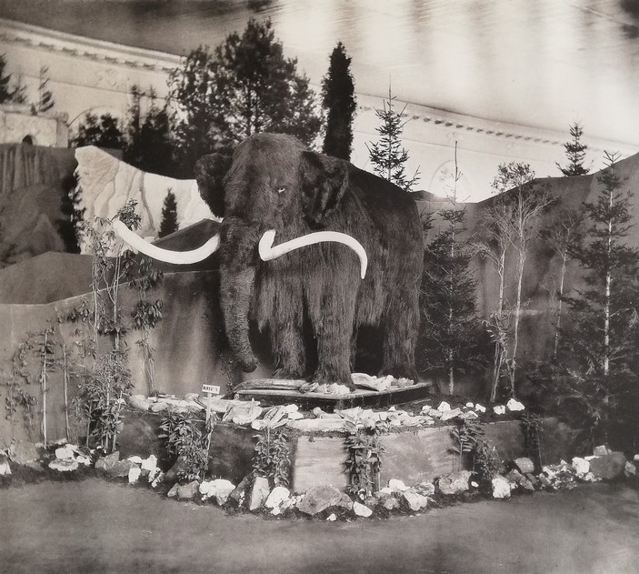 Модель мамонта на Антропологической выставке