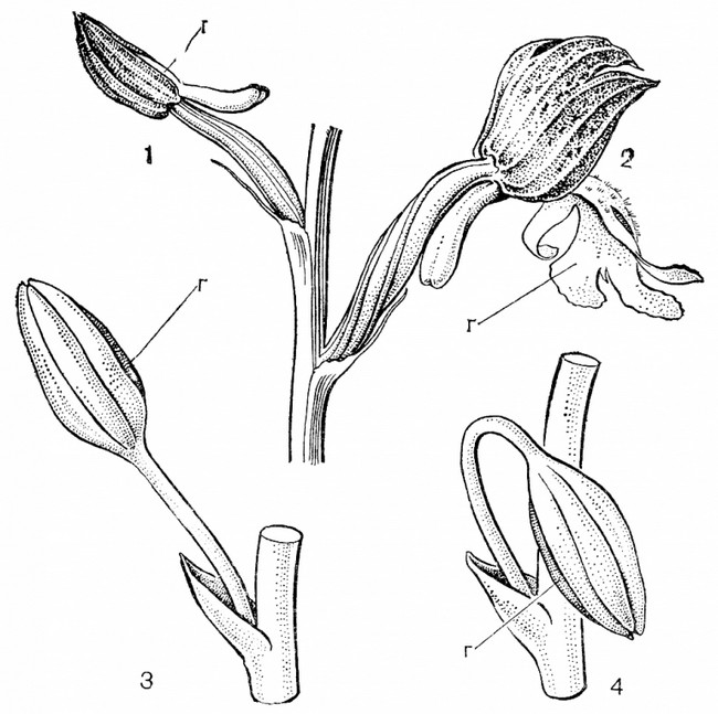 Ресупинация