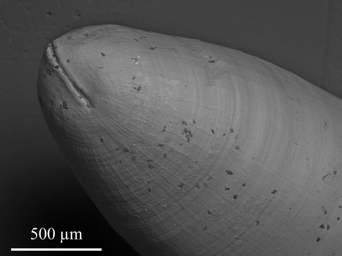 Цикатрикс Dolorthoceras stiliforme