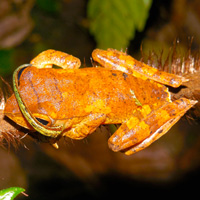 Забор генетического материала без участия человека