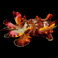 Хамелеон — король цвета в мире животных