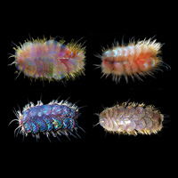 Представители новых видов рода Peinaleopolynoe