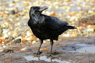 Черная ворона