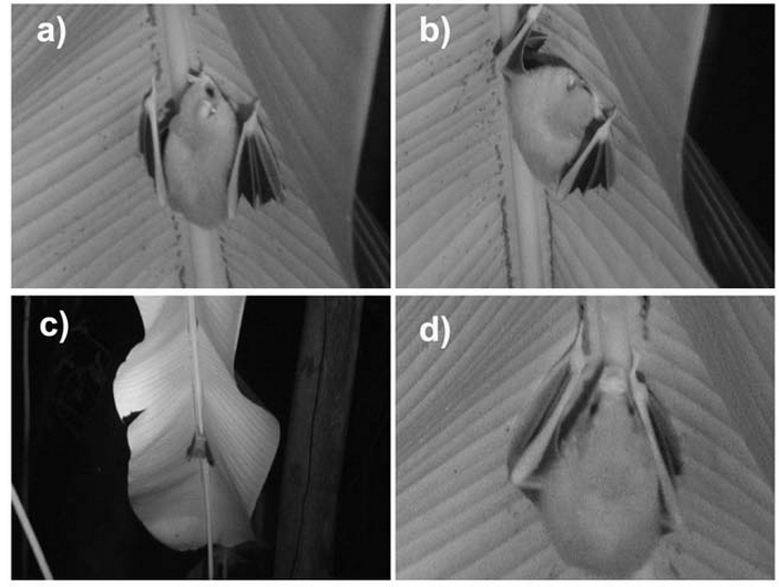 Листонос строит палатку
