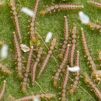 Личинки мантиспид