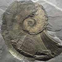 Аммониты-убежища