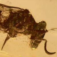 Рис. 1. Насекомое Psocorrhyncha burmitica с пыльцой