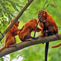 Рис. 1. Категории (статусы) состояния вида, принятые в международной Красной книге (IUCN Red List). Вероятность вымирания нарастает снизу вверх. (Названия категорий переведены Л. В. Полищуком и А. М. Гиляровым.) С сайта IUCN с изменениями