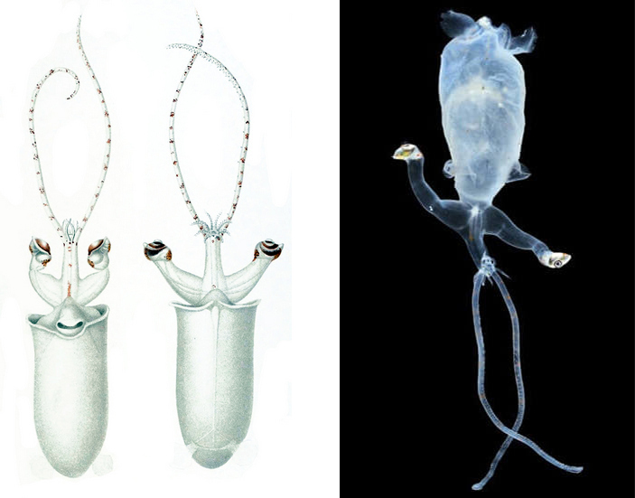 Молодые Bathothauma lyromma