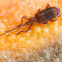 Самка жука Antliarhinus zamiae