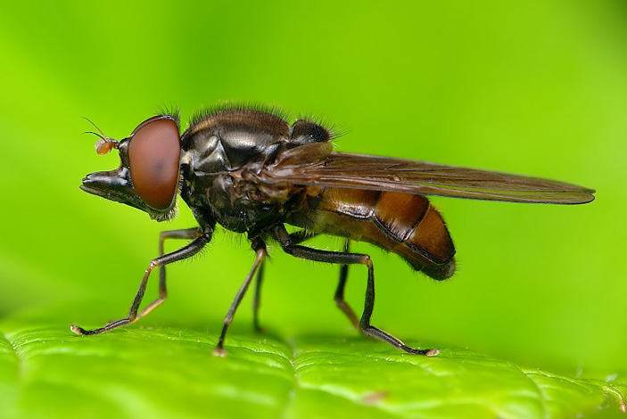 Муха-журчалка Rhingia со сложенным хоботком