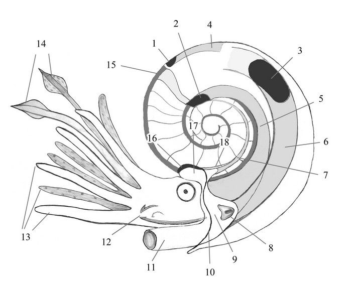 Схема строения аммонита