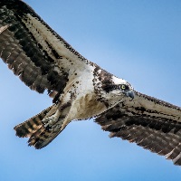 Парящая скопа