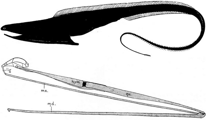 рыба пеликан интересные факты. Смотреть фото рыба пеликан интересные факты. Смотреть картинку рыба пеликан интересные факты. Картинка про рыба пеликан интересные факты. Фото рыба пеликан интересные факты рыба пеликан интересные факты. Смотреть фото рыба пеликан интересные факты. Смотреть картинку рыба пеликан интересные факты. Картинка про рыба пеликан интересные факты. Фото рыба пеликан интересные факты