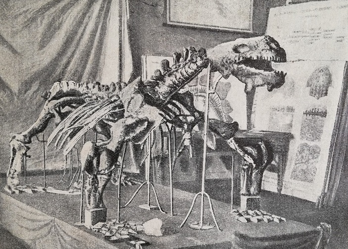 Скелет парейазавра