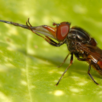 Муха-журчалка из рода Rhingia