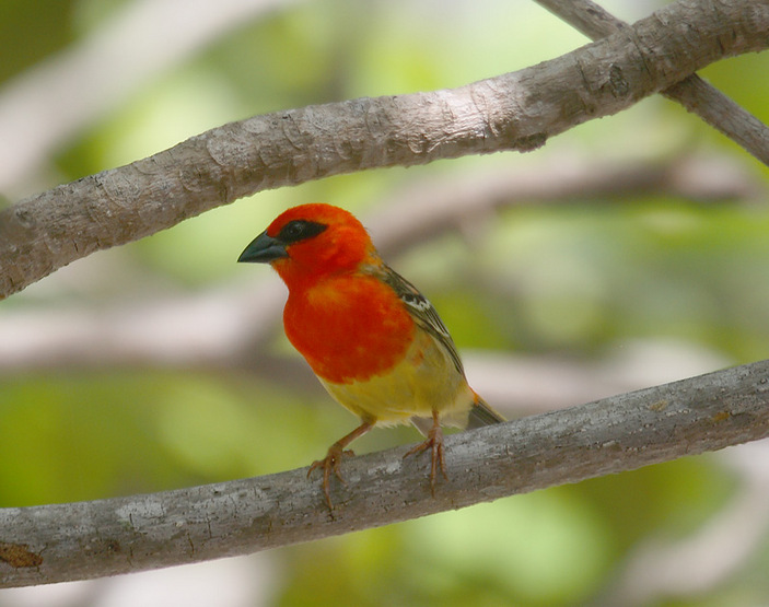 Альдабранский фуди
