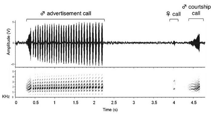 Осциллограмма и спектрограмма сигналов самок и самцов лягушек L. palavanensis