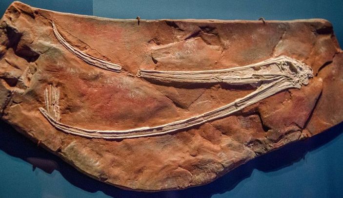 Череп птеродаустро