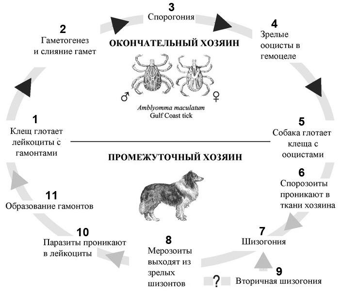 Жизненный цикл гепатозоона американского