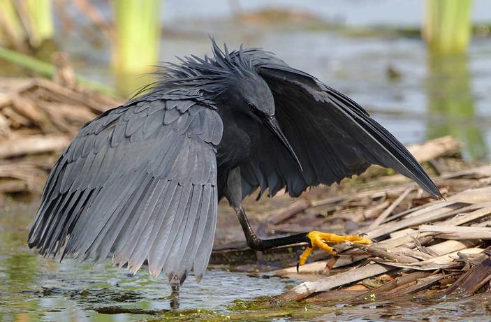 picture of the day reddish egret 4 703 Как кричат цапли в полете