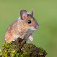 Рис. 1. Европейская лесная мышь и рыжая полевка