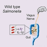 Схематическое изображение основных результатов исследования