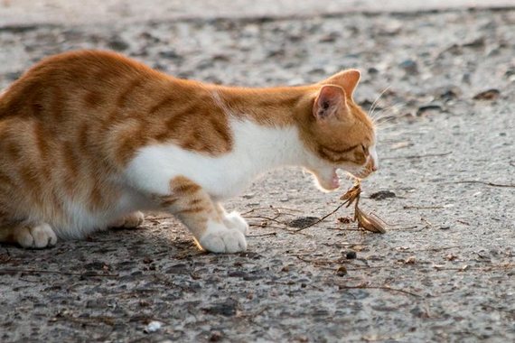 Котенок и богомол