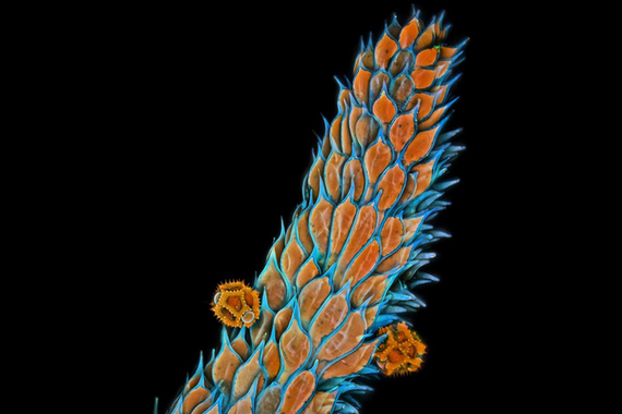 Рыльце пестика