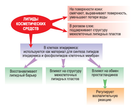 Действие липидов косметических средств