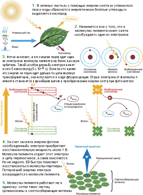 Фотосинтез (изображение: www.sciam.ru)