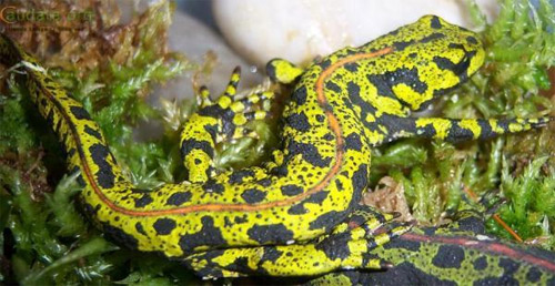 Мраморный тритон. Фото с сайта www.caudata.org