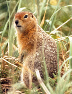 Арктический суслик. Фото с сайта dic.academic.ru