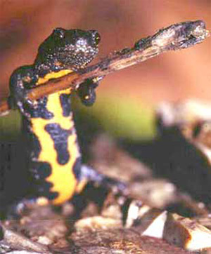 Triturus carnifex. Фото с сайта www.caudata.org
