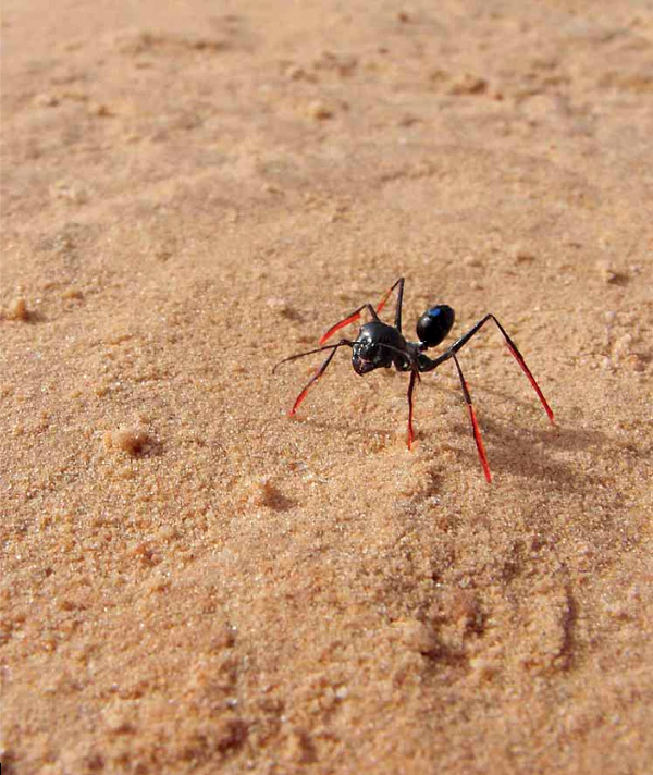У муравьев-бегунков из пустыни Сахара имеется встроенный «шагомер», позволяющий им точно определять пройденное расстояние по числу сделанных шагов
