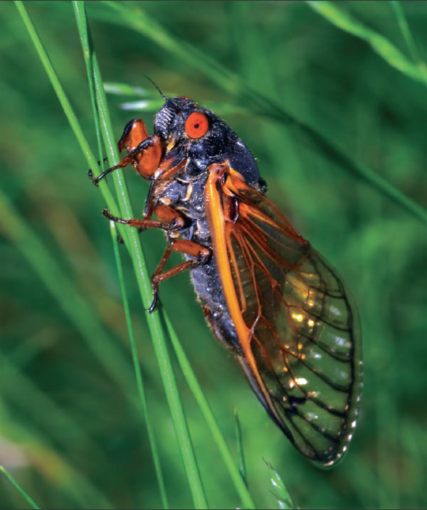 Время перехода некоторых цикад к стадии взрослого насекомого соответствует периодам, равным простому числу лет, как правило, 13 и 17 годам. Иногда более полутора миллионов особей появляются на поверхности одного акра земли за небольшой промежуток времени