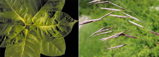Рис 3. Слева: листья табака, поражённые вирусом табачной мозаики. Справа: костёр (лат. Brómus) — род многолетних травянистых растений семейства Злаки