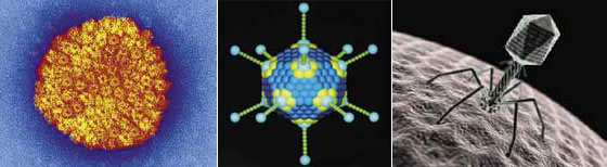 Рис. 5. Слева направо: вирус герпеса, аденовирус А человека, бактериофаг