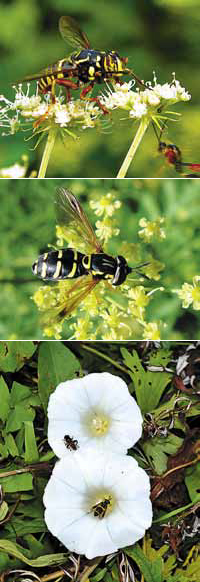 Сергей Лысенков «Журчалки» («Квантик» № 6, 2014)