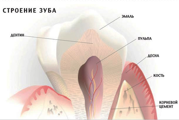 Строение зуба. Твердая, но уязвимая эмаль, образующая коронку зуба, — самое твердое вещество в организме человека. Тем не менее она не может противостоять химической атаке продуктов жизнедеятельности стрептококков S. mutans.