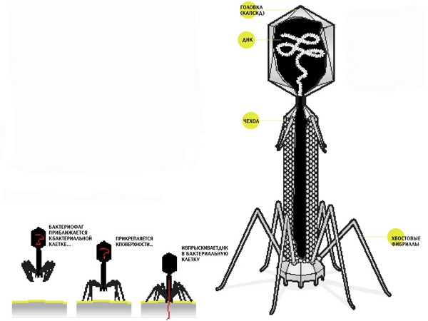 Бактериофаг – это не живое существо, а молекулярный наномеханизм, созданный природой. Хвост бактериофага — шприц, который протыкает стенку бактерии и впрыскивает вирусную ДНК, которая хранится в головке (капсиде), внутрь клетки.