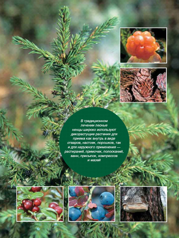 Ель; на врезках: морошка, кедровые шишки, брусника, черника, чага (фото: «Наука из первых рук»)