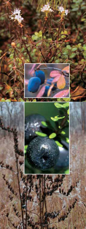 Багульник, чемерица; на врезках: голубика, шикша (фото: «Наука из первых рук»)