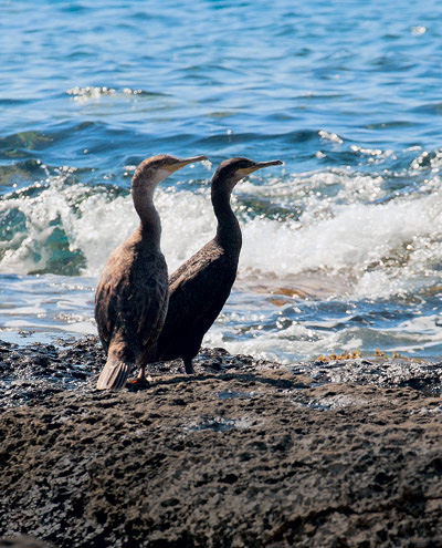 Этих больших бакланов (Phalacrocorax carbo) мы увидели из машины, когда путешествовали по одному из греческих островов. Птицы «любезно согласились» подождать, пока мы остановимся и достанем фотоаппарат из багажника