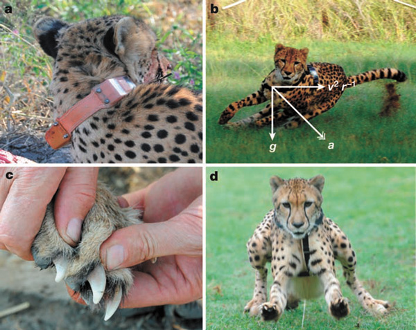 а) гепард в ошейнике; b) приборы позволяют определять ускорение свободного падения (g) и центростремительное ускорение (v2 r-1), действующие на гепарда на повороте (a — результирующий вектор); c) когти не втягиваются и усиливают сцепление; d) когда гепард тормозит, он прижимается к земле. Такое положение позволяет ему сохранить равновесие, а мускулатура задних лап поглощает кинетическую энергию (фото из статьи Алана Уилсона с соавторами)