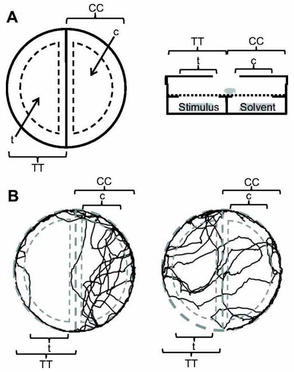 Поведенческий тест. А. Клоп выбирает между запахом человека (слева) и контролем (справа). В. Траектории перемещения постельного клопа на чашке. Слева: он явно избегает «крепкого» человеческого запаха и предпочитает держаться половины над контролем; справа: концентрация пахучих веществ меньше, и клоп к ним равнодушен. Изображение: «Троицкий вариант»