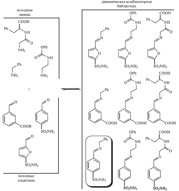 Рис. 13. Поиск эффективного ингибитора для связывания фермента карбоангидразы (показаны только три амина и три альдегида). Фермент сам нашел в этой смеси наиболее активный ингибитор (в рамке)