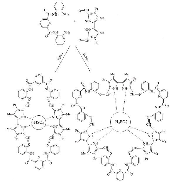 Рис. 16. Динамическая сборка органических циклов (отмечены только те атомы N, которые участвуют в образовании иминов -CH=N). Оказалось, что сульфат-анион собирает вокруг себя цикл из двух аминов и двух альдегидов, а более крупный фосфат-анион составляет цикл из трех аминов и трех анионов. Стягивающие водородные связи показаны пунктиром