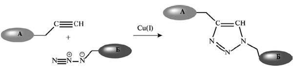 Рис. 4. Триазольный цикл как метка для наблюдения за молекулами
